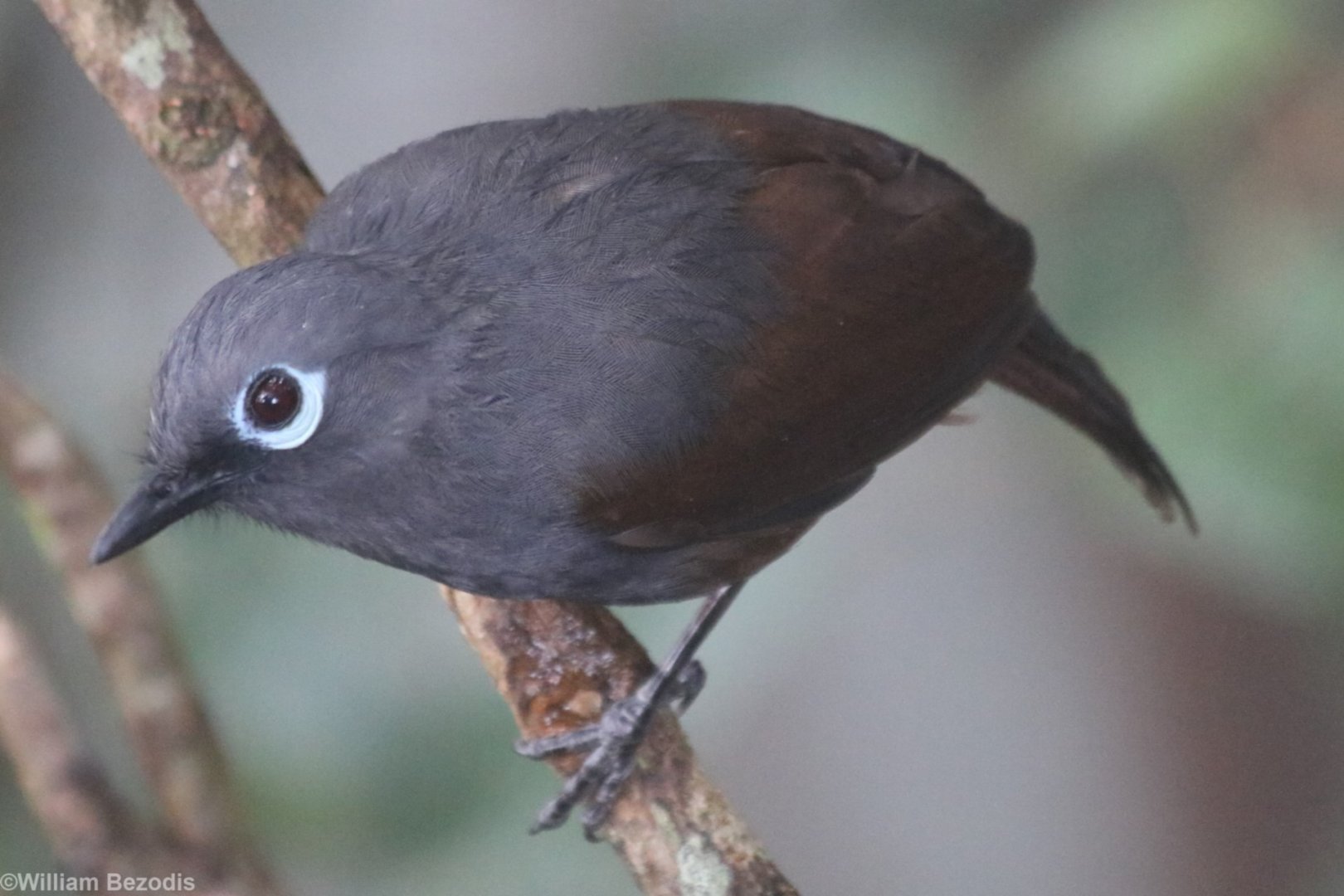 Sunda Laughingthrush - Mount Kinabalu