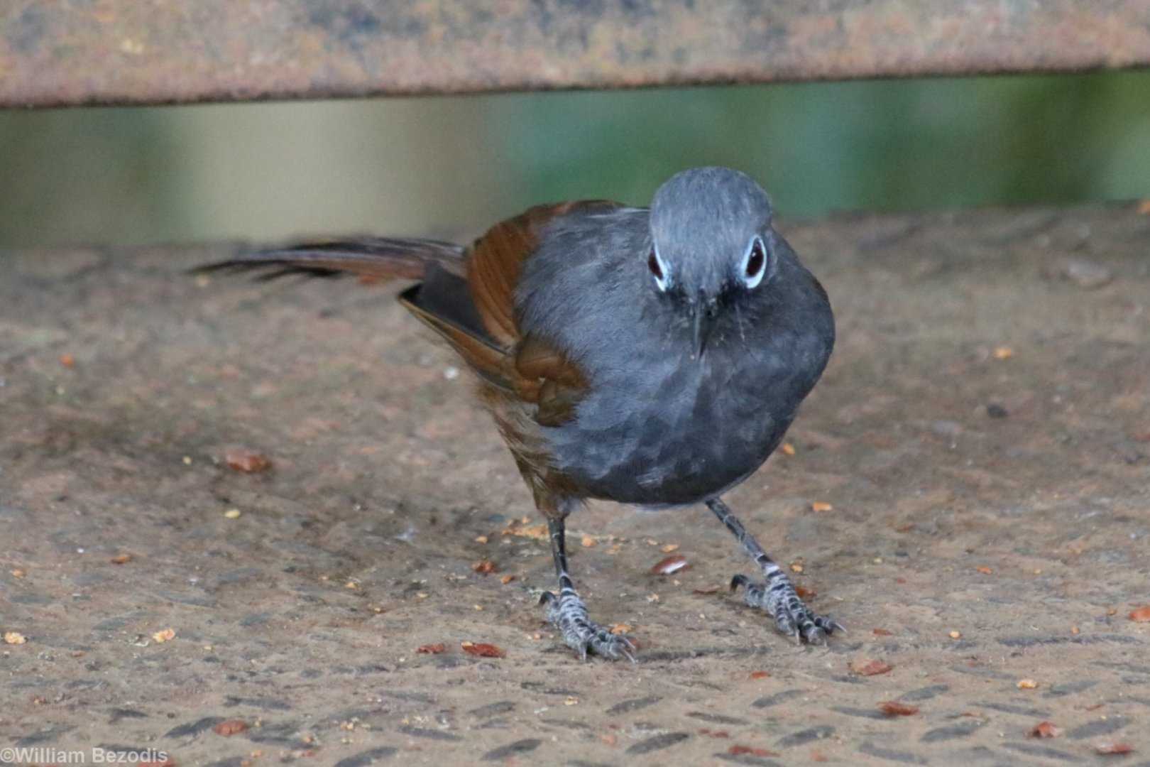 Sunda Laughingthrush - Mount Kinabalu