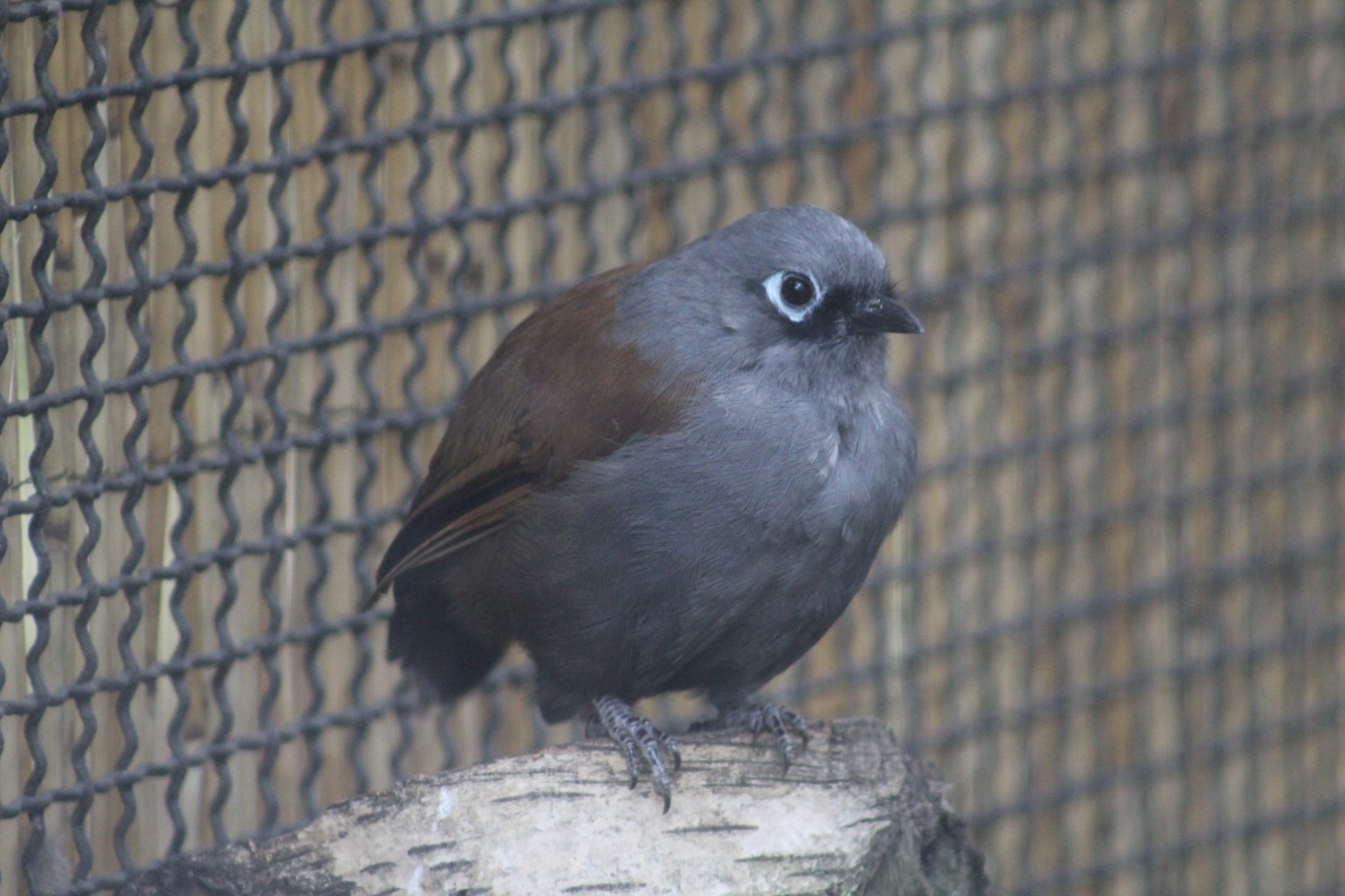 Sunda Laughingthrush