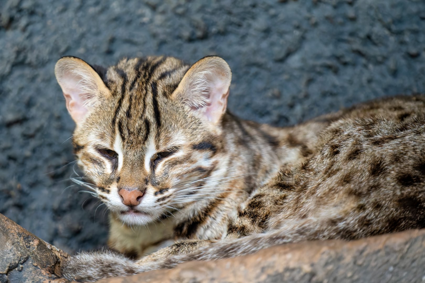 Sunda Leopard Cat - Prionailurus javanensis