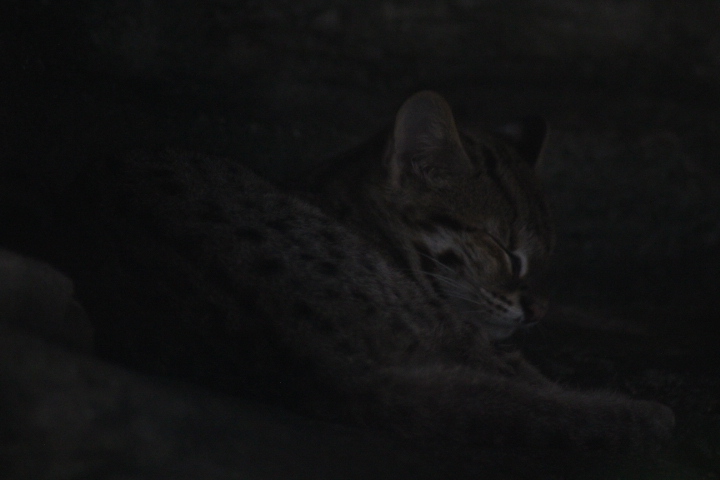 Sunda leopard cat (Prionailurus javanensis)