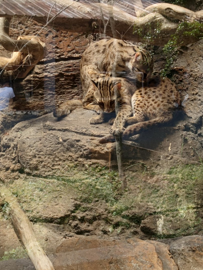 Sunda Leopard Cat (Prionailurus javanensis)