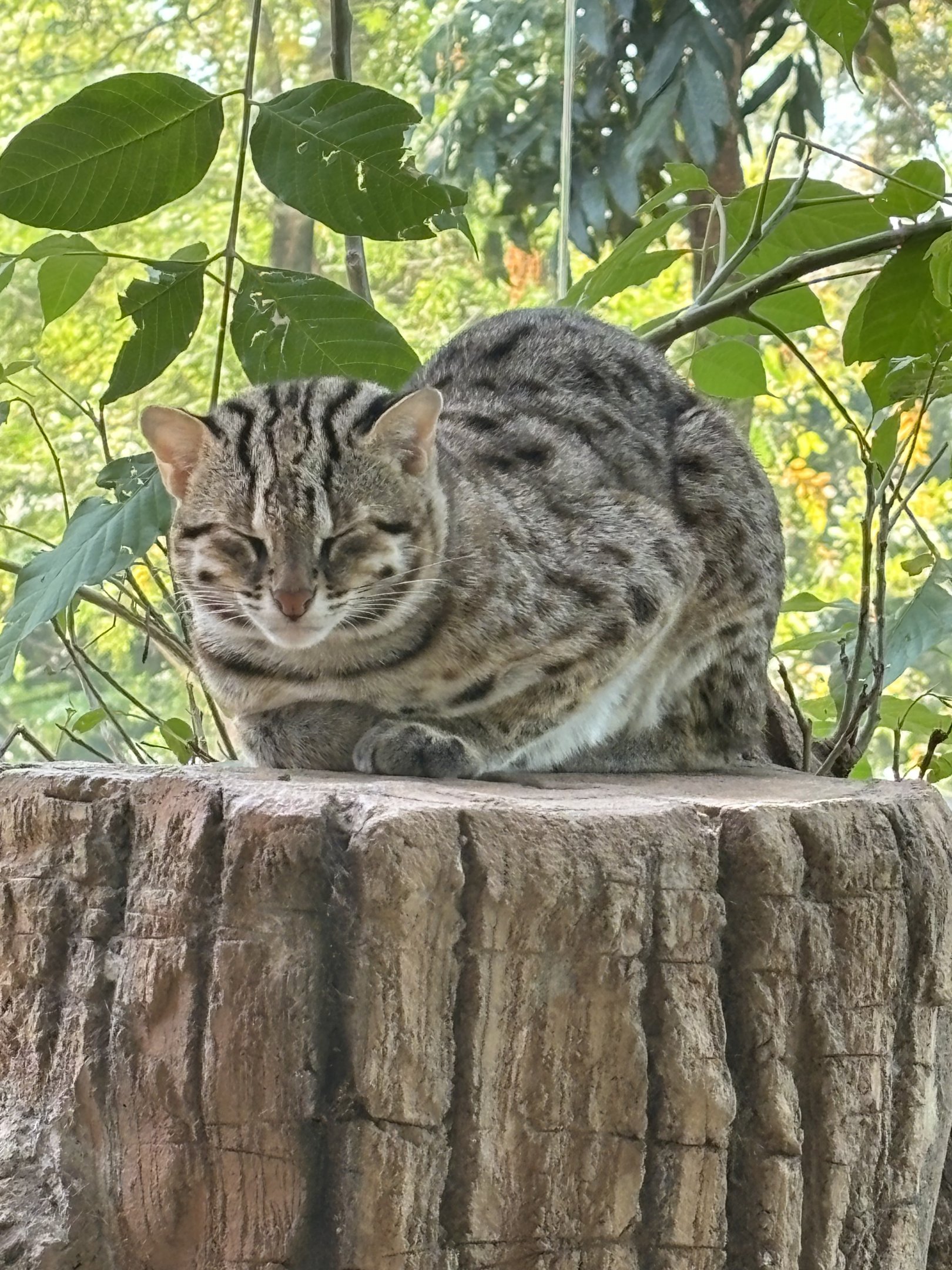 Sunda Leopard Cat - Solo Safari