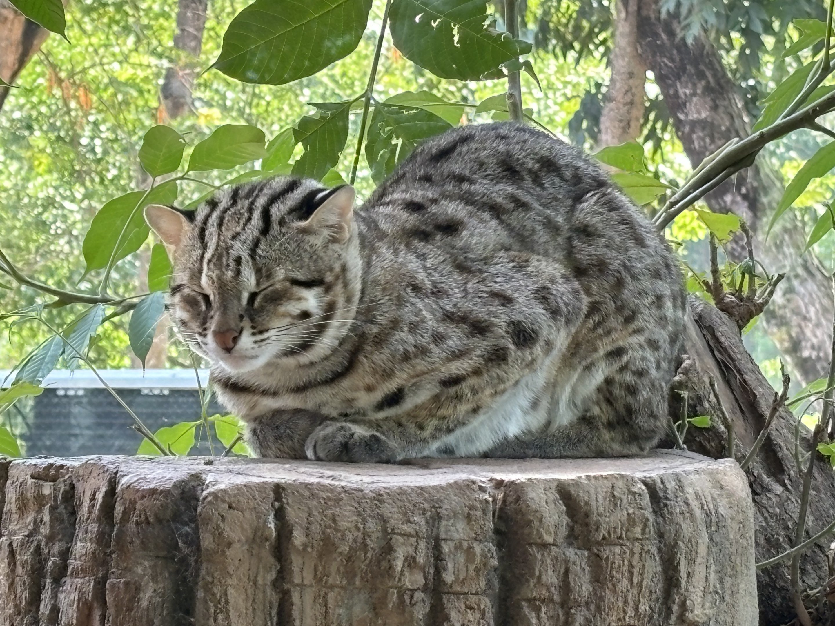 Sunda Leopard Cat - Solo Safari