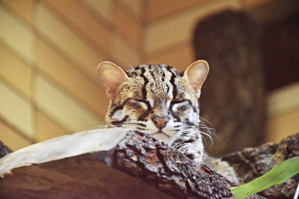 Sunda leopard cat