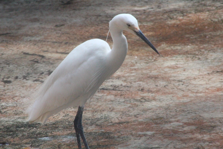 Sunda little egret (Egretta garzetta nigripes)