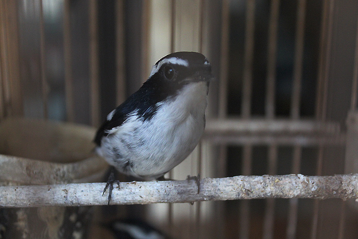 Sunda little pied flycatcher (Ficedula westermanni hasselti)