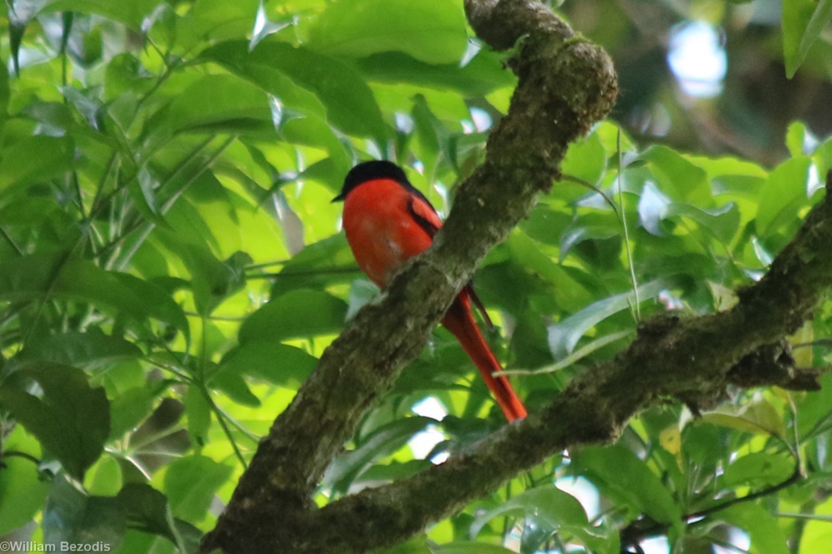 Sunda Minivet