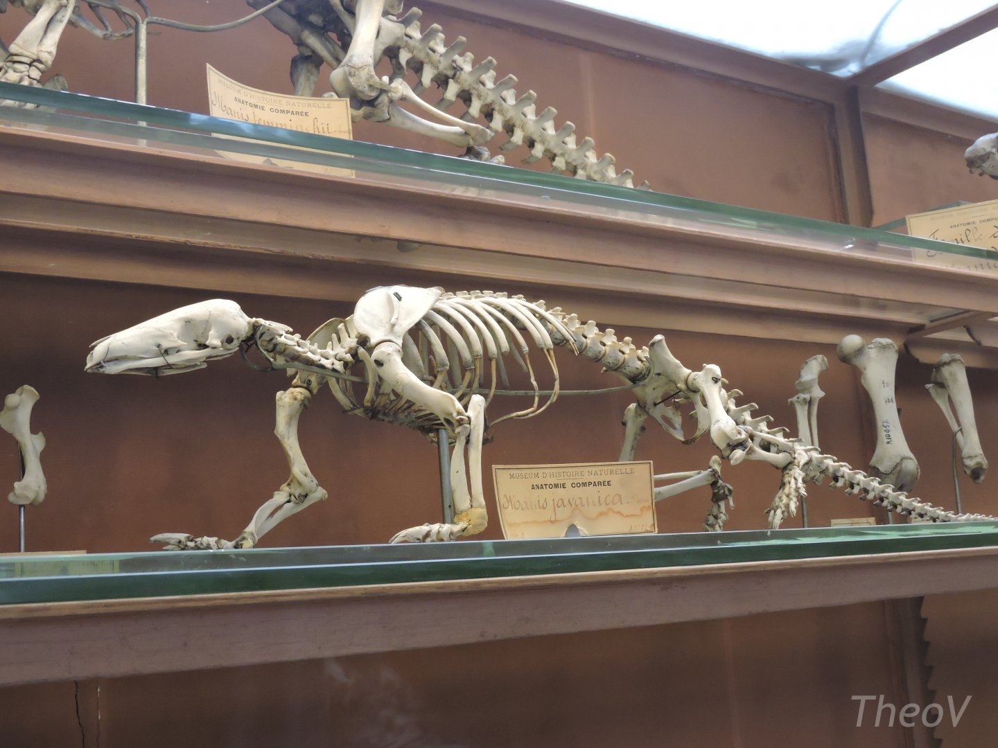 Sunda pangolin [2015]