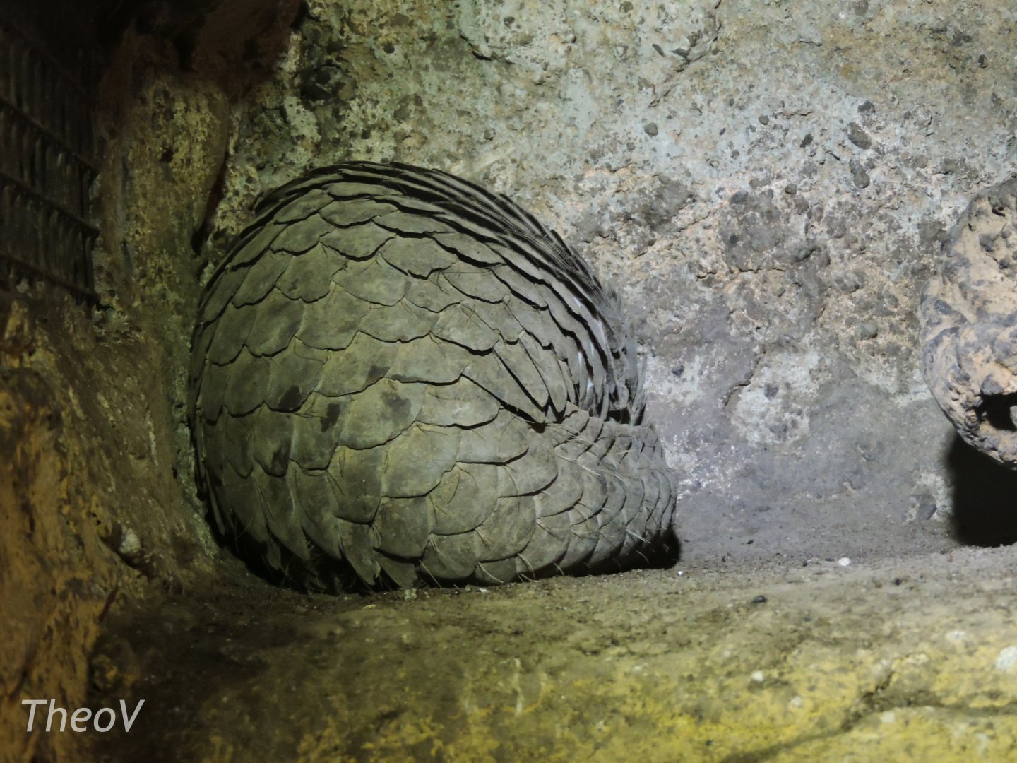 Sunda pangolin [2016]