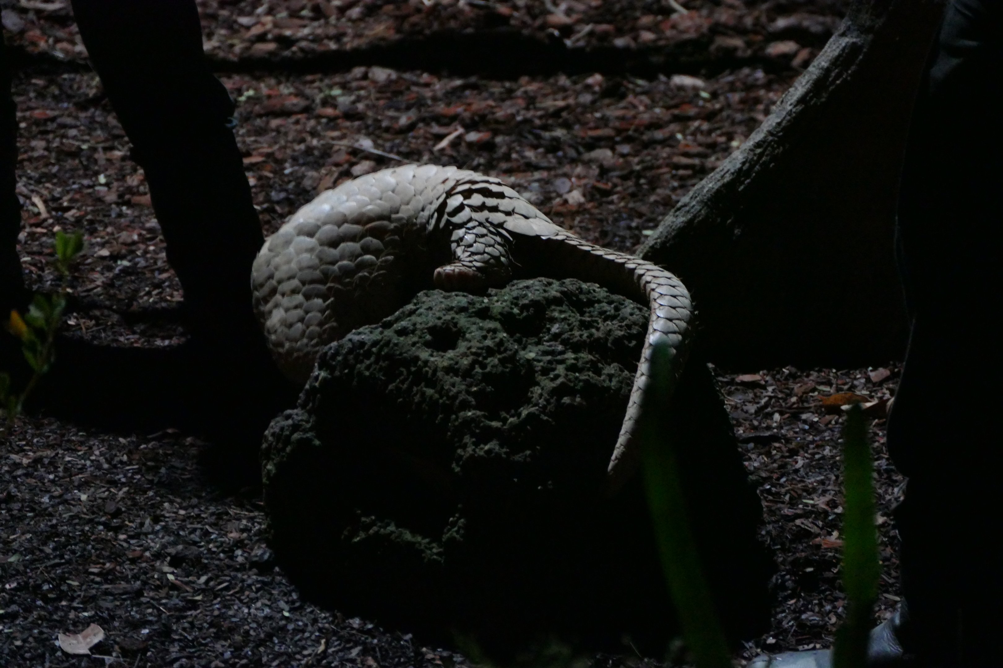 Sunda Pangolin at the Explorer Outpost