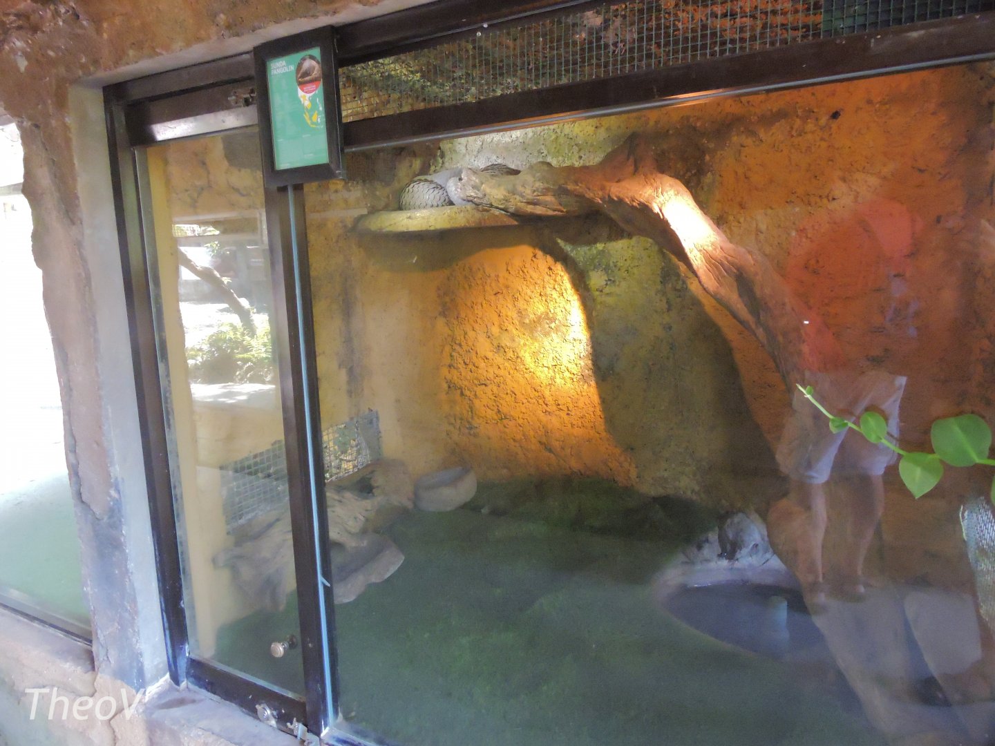 Sunda pangolin exhibit [2016]