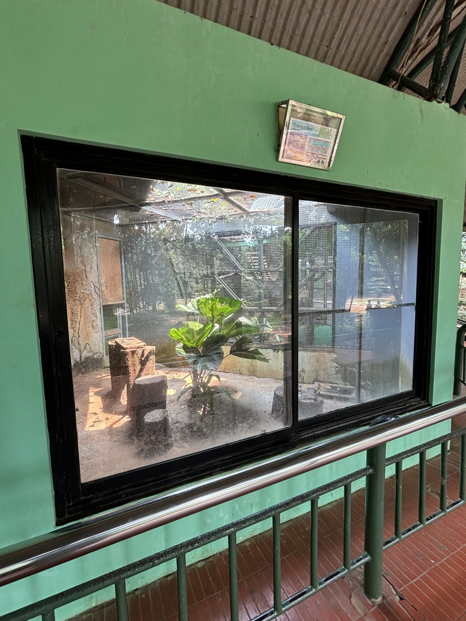 Sunda Pangolin Exhibit