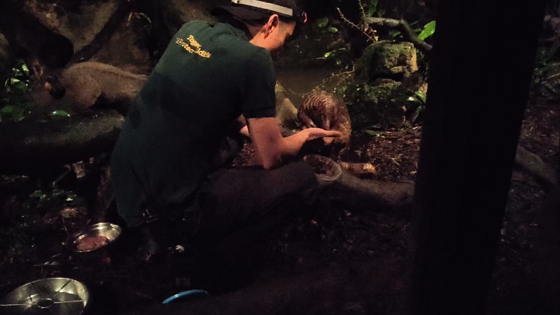 Sunda Pangolin Feeding