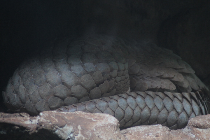 Sunda pangolin (Manis javanica javanica)