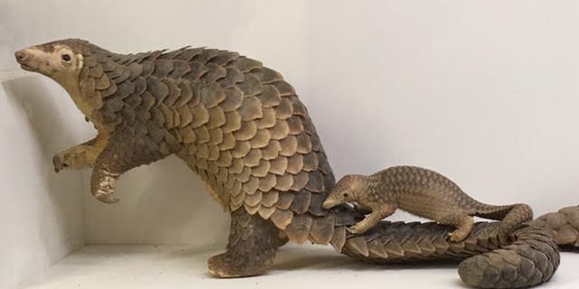 Sunda pangolin (Manis javanica)