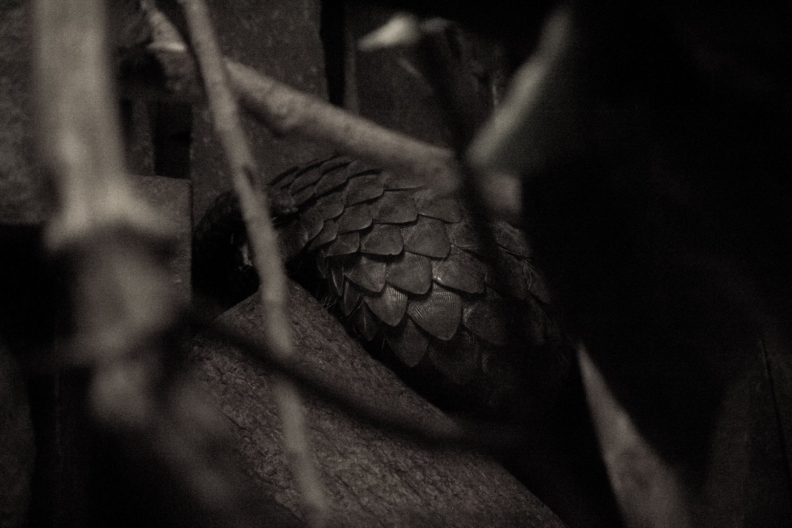 Sunda pangolin, Manis javanica