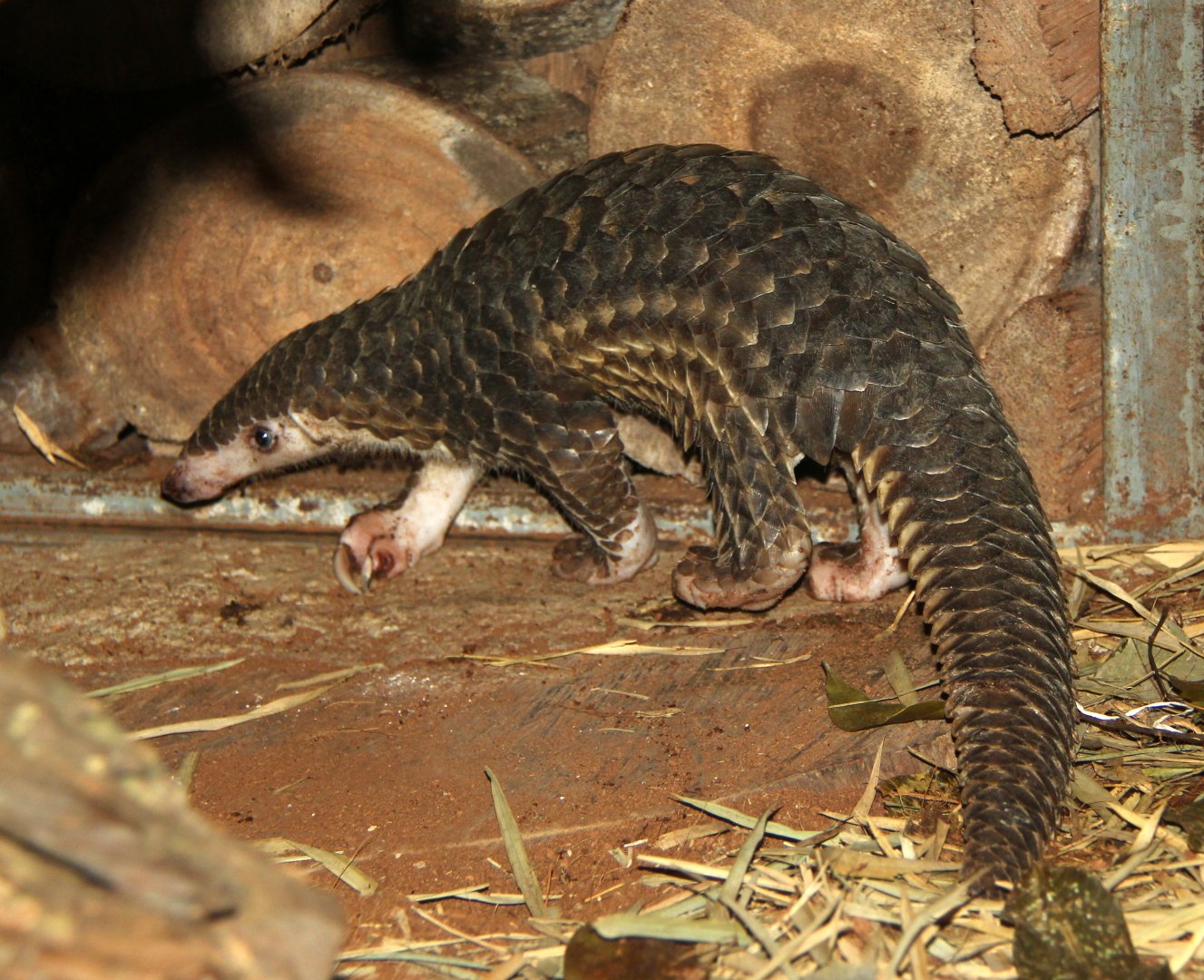 Sunda pangolin (Manis javanica)