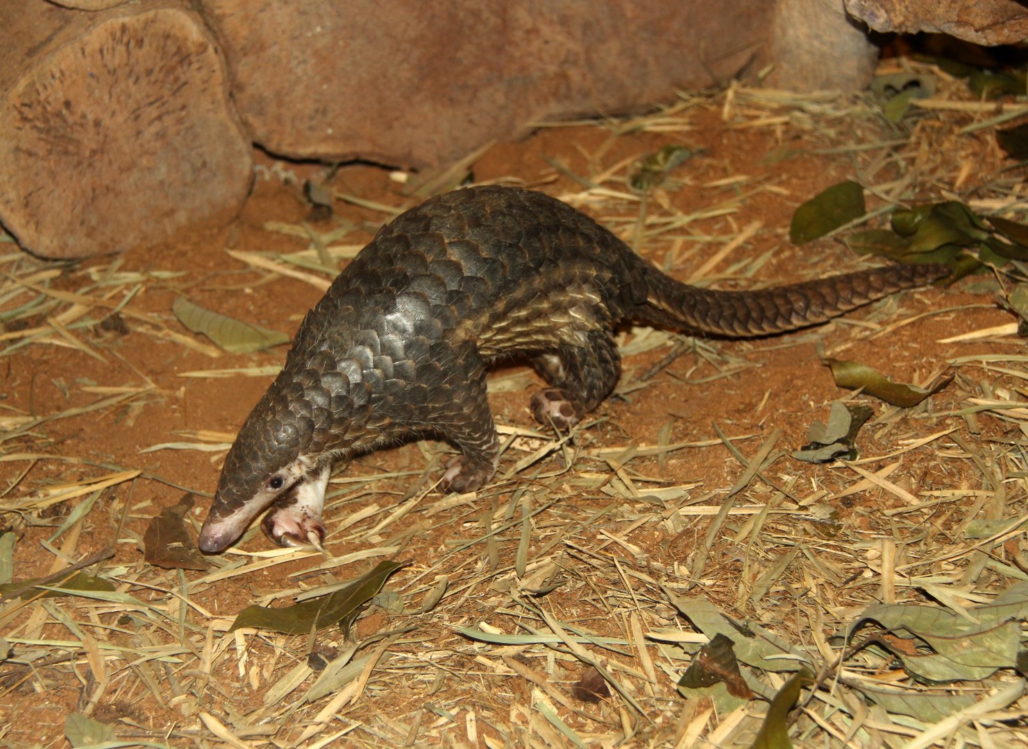 Sunda pangolin (Manis javanica)