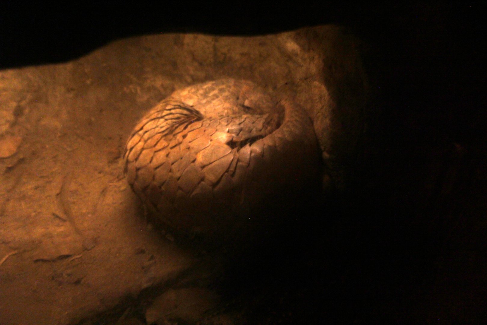 Sunda pangolin (Manis javanica)