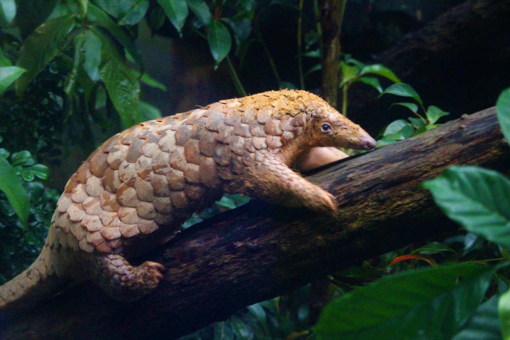 Sunda Pangolin / Manis javanica