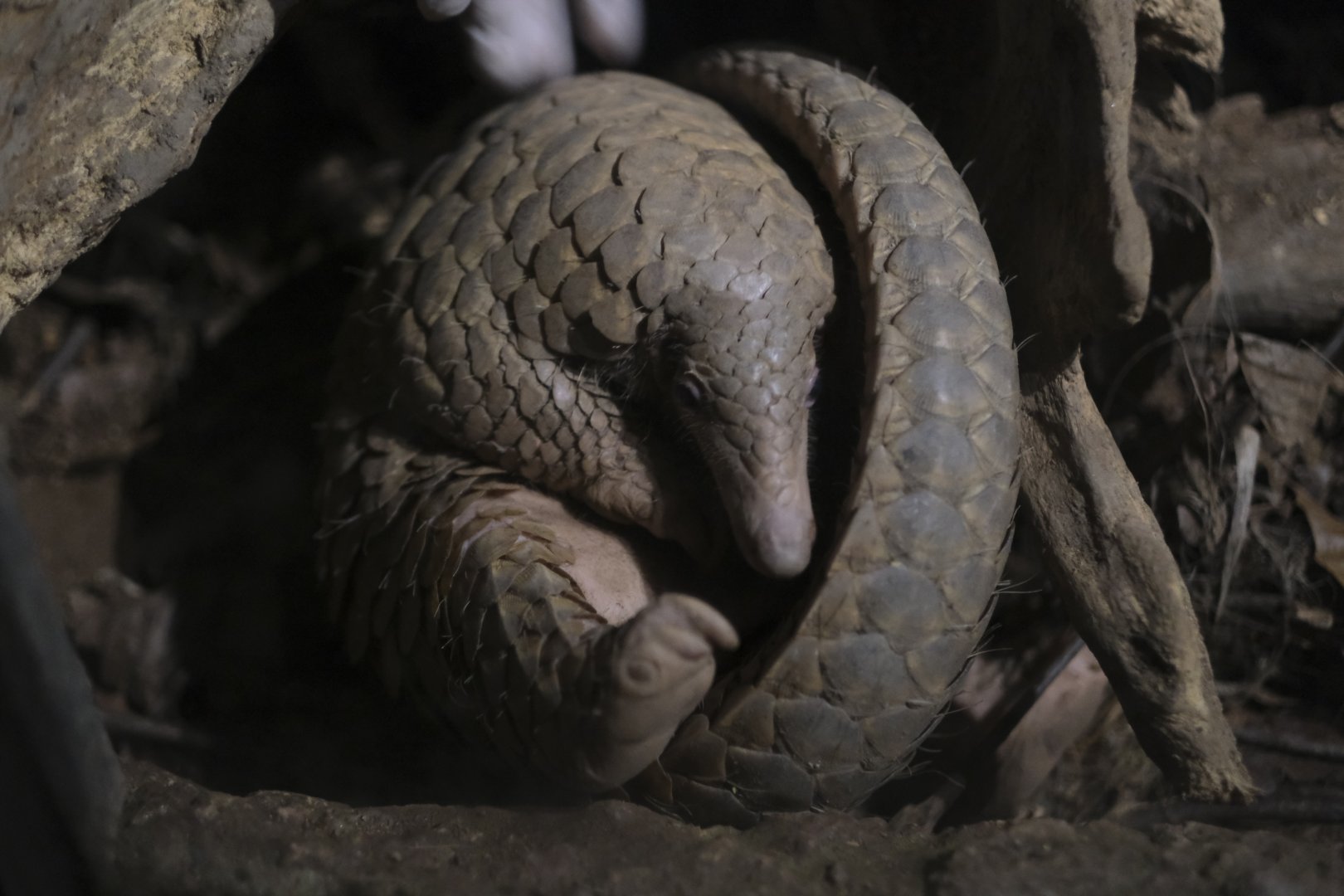 Sunda Pangolin (Manis javanica)