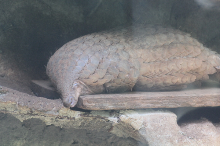 Sunda pangolin (Manis javanica)