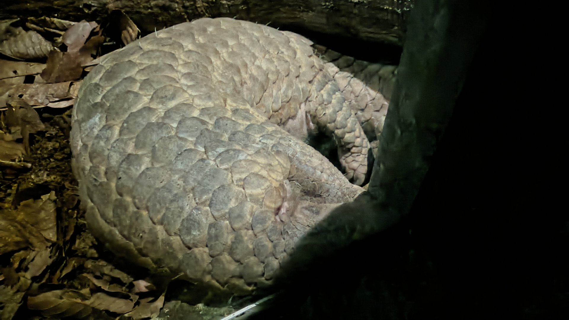 Sunda Pangolin - Manis javanica