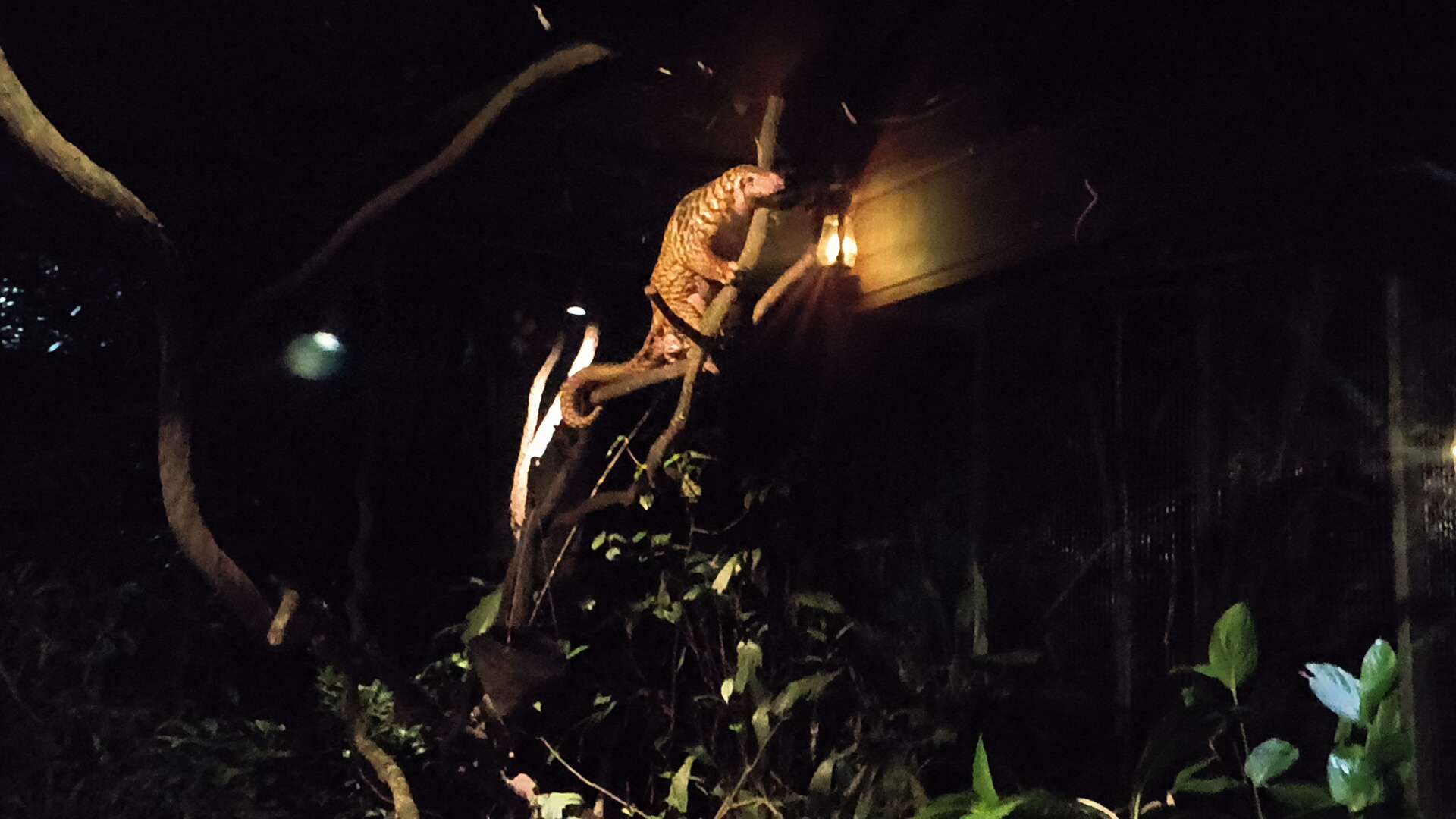 Sunda Pangolin - Manis javanica