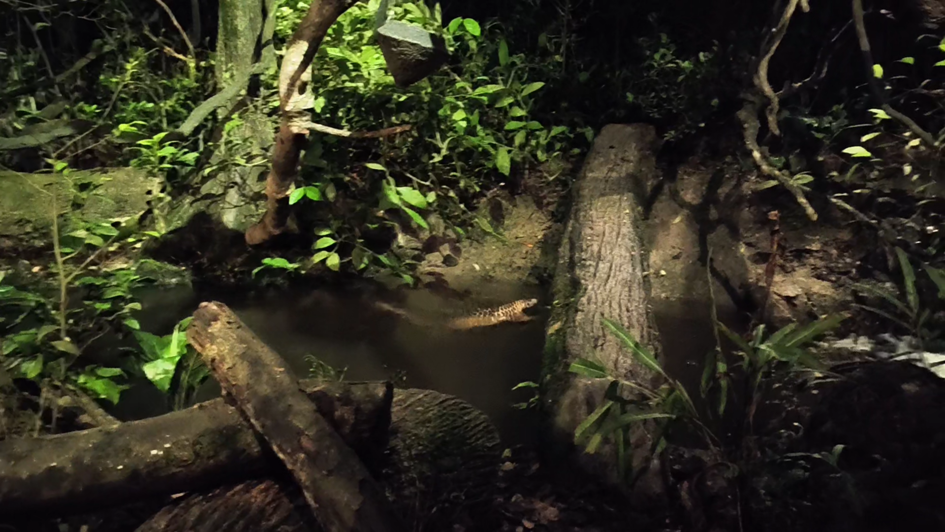 Sunda Pangolin - Manis javanica