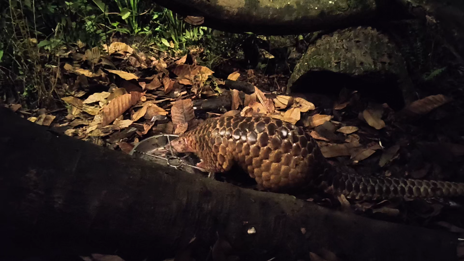 Sunda Pangolin - Manis javanica
