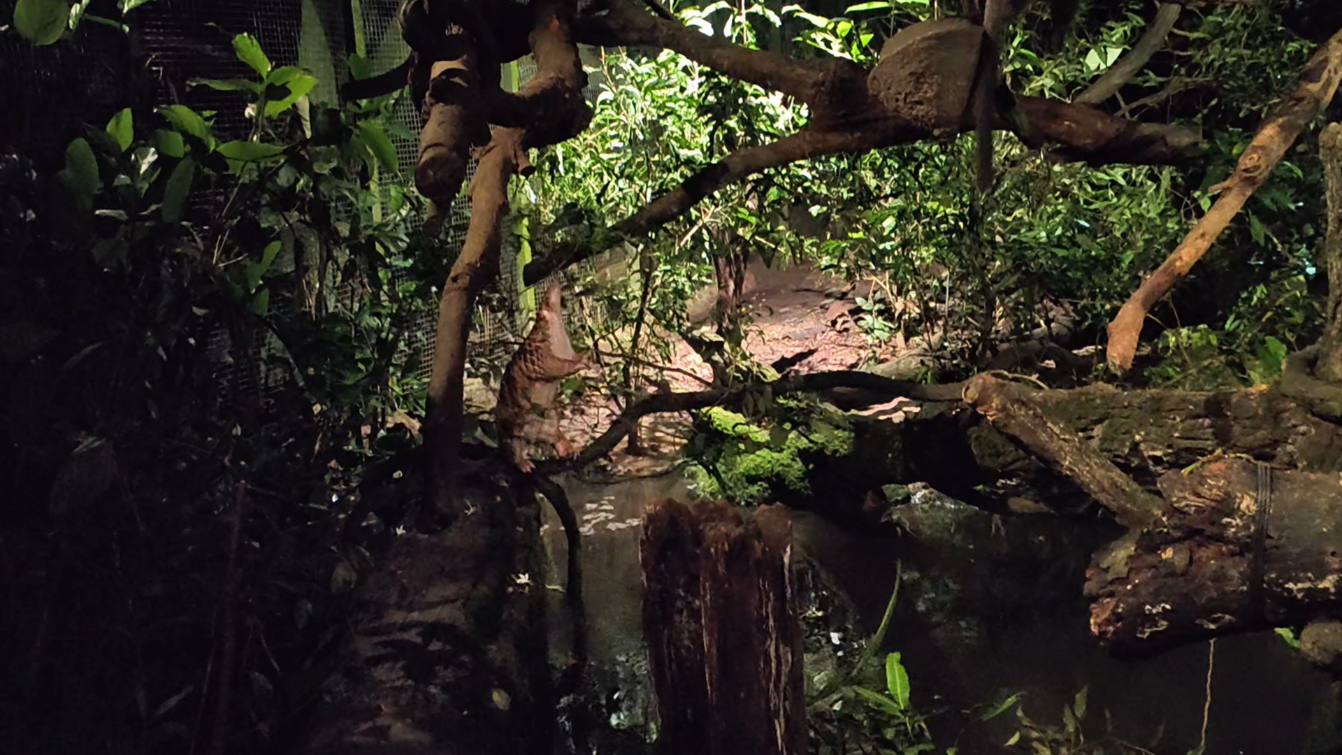 Sunda Pangolin - Manis javanica