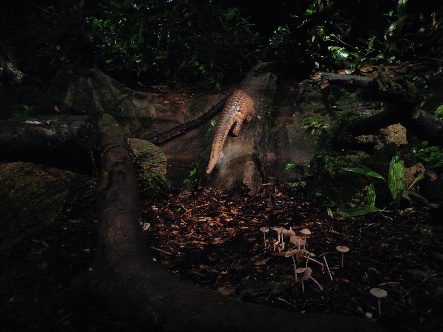 Sunda Pangolin (Manis javanica)