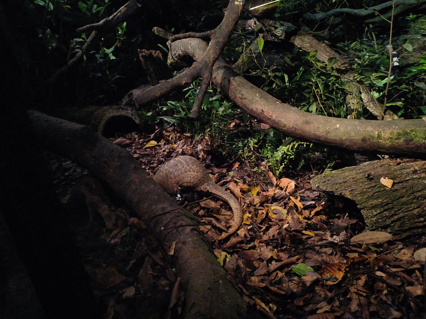 Sunda Pangolin (Manis javanica)