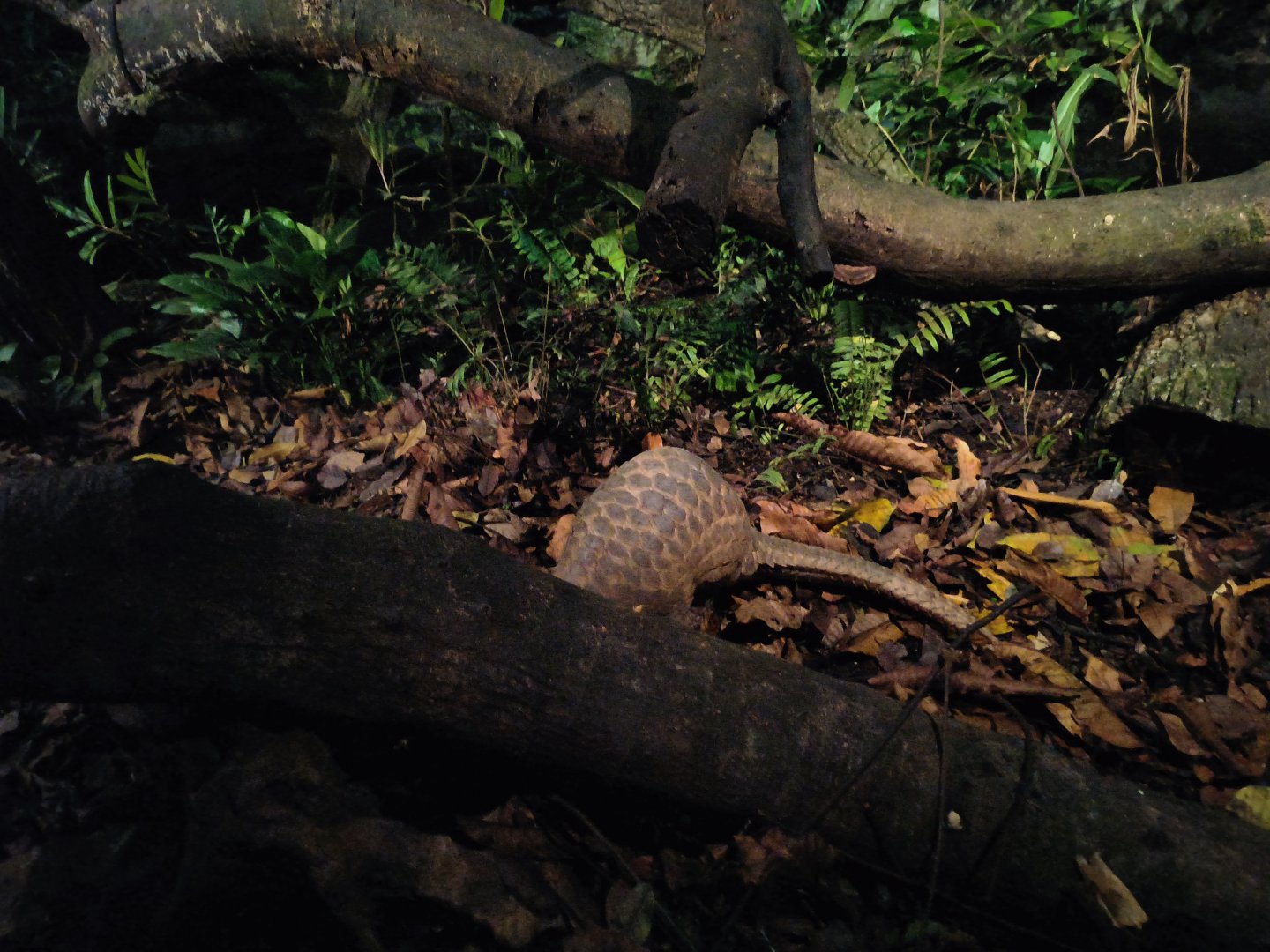 Sunda Pangolin (Manis javanica)