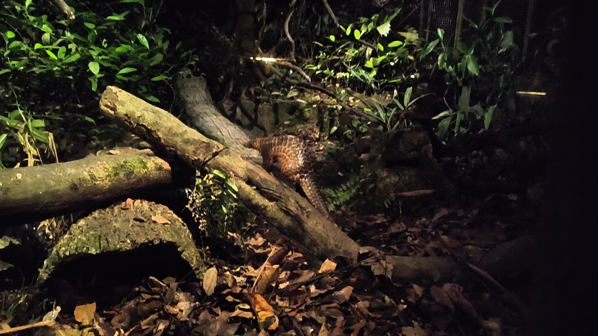 Sunda Pangolin (Manis javanica)