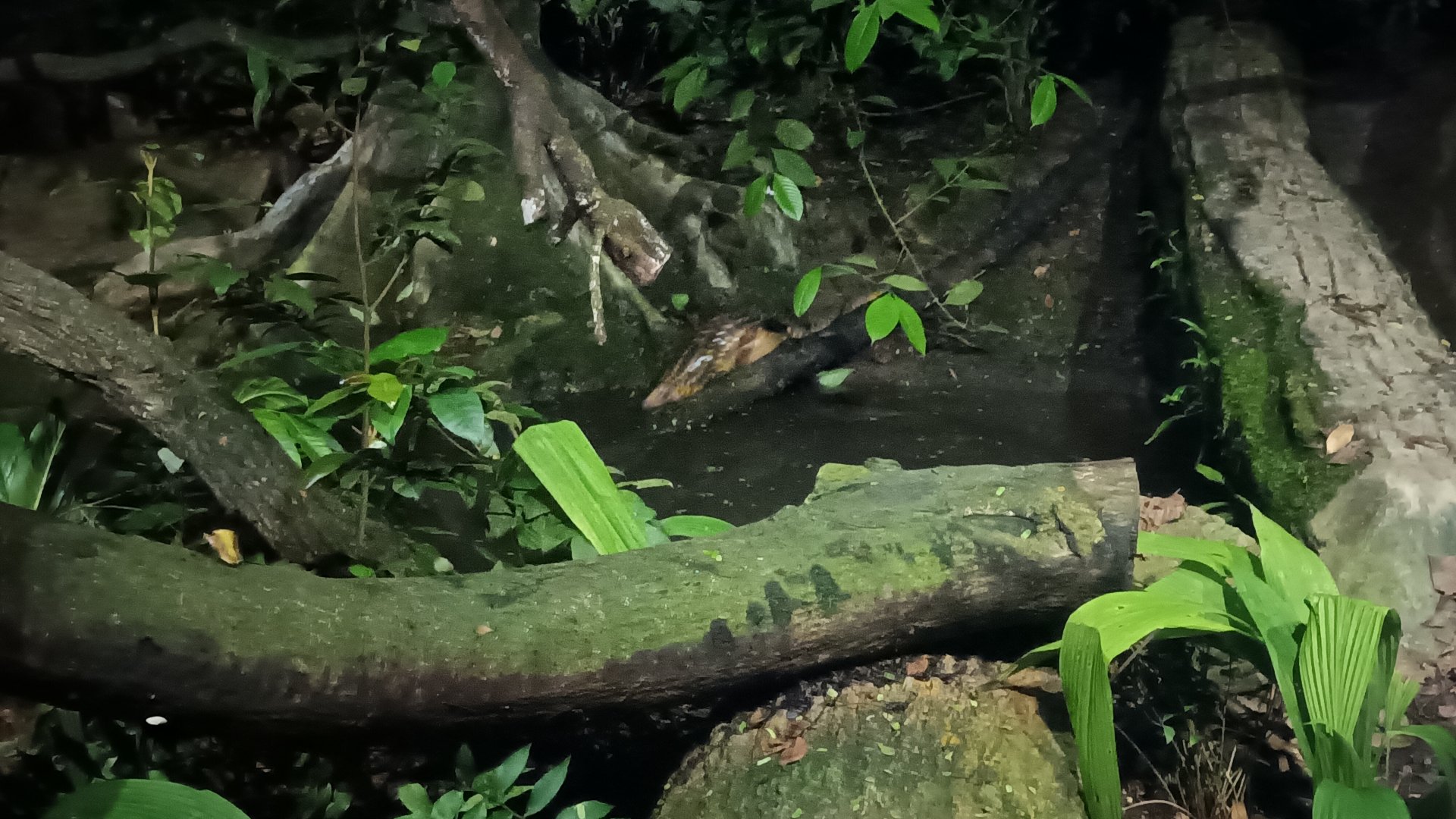 Sunda Pangolin (Manis javanica)