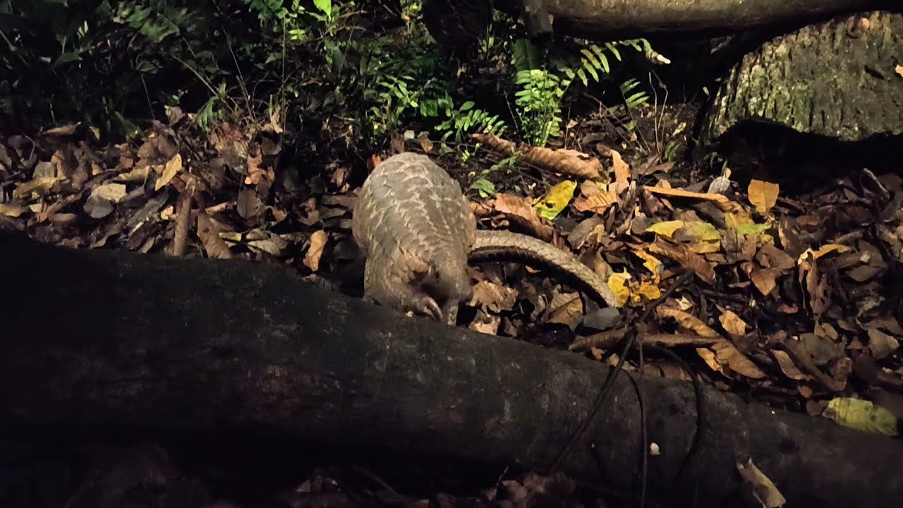 Sunda Pangolin (Manis javanica)