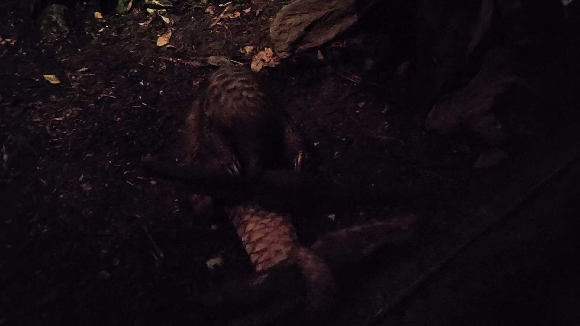 Sunda Pangolin (Manis javanica)