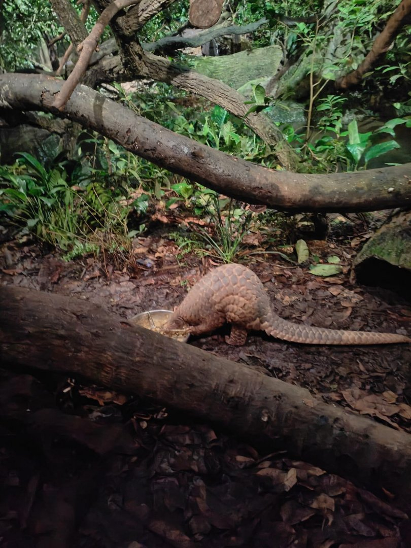 Sunda Pangolin (Manis javanica)