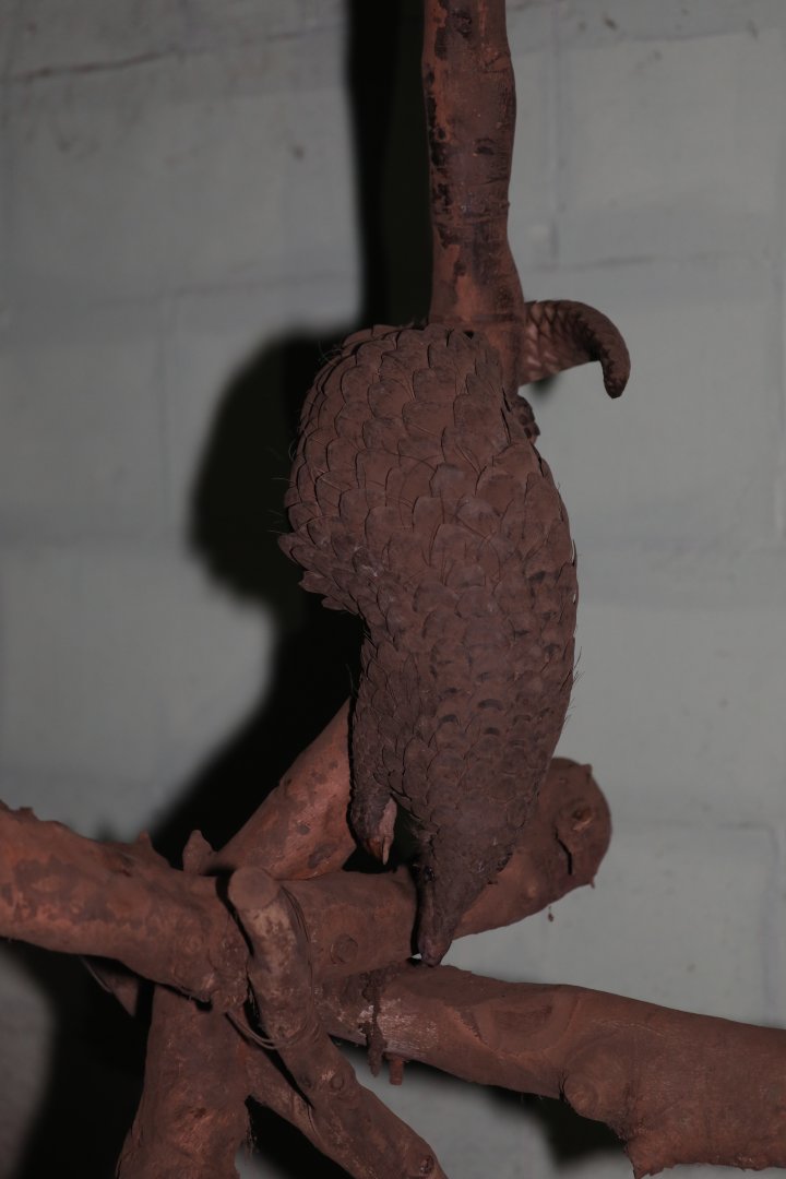 Sunda pangolin (Manis javanica)