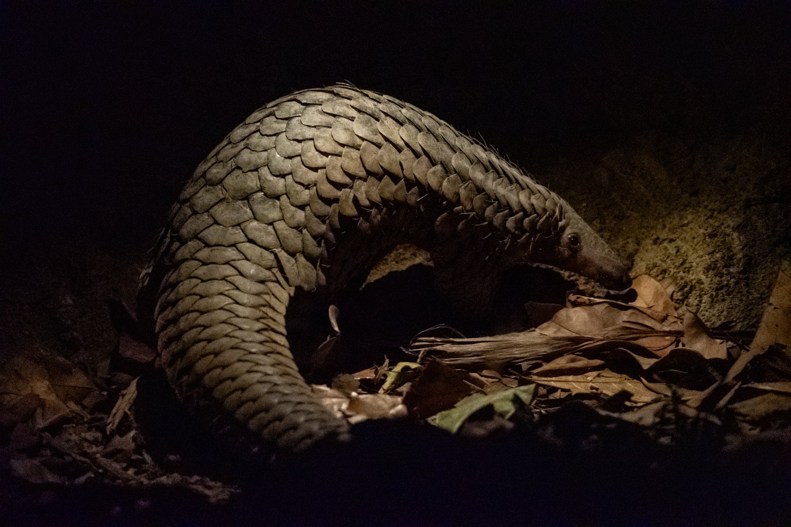 Sunda Pangolin (Manis Javanica)