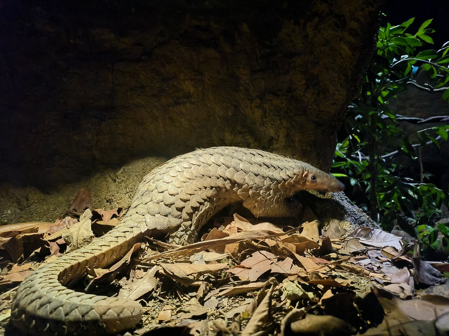 Sunda Pangolin (Manis Javanica)