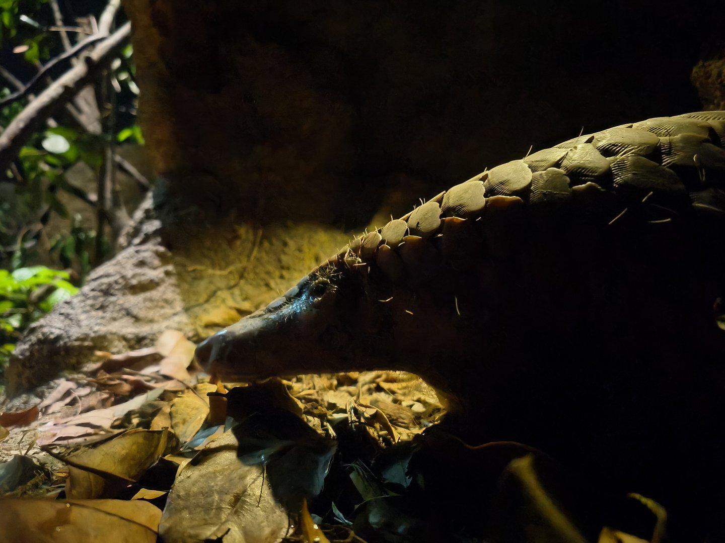 Sunda Pangolin (Manis Javanica)