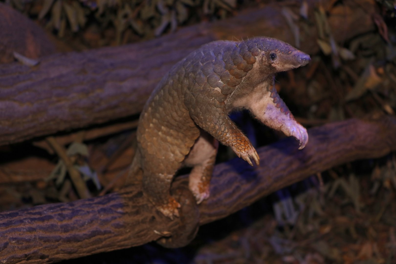 Sunda pangolin (Manis javanica)