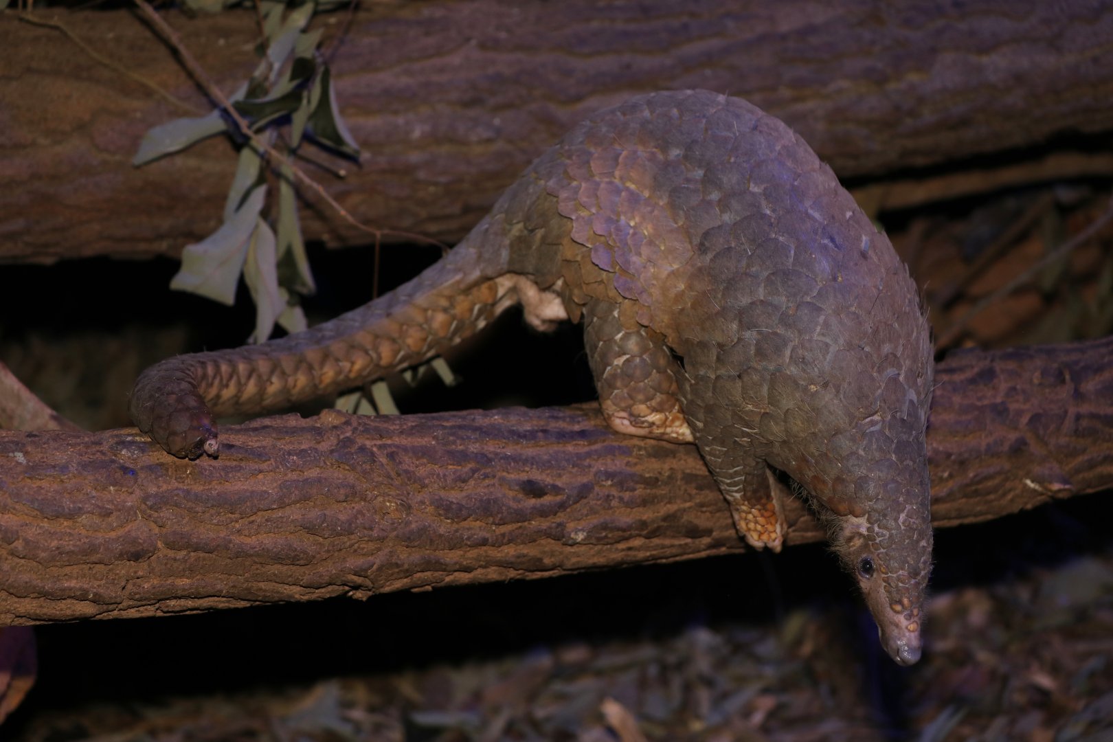 Sunda pangolin (Manis javanica)