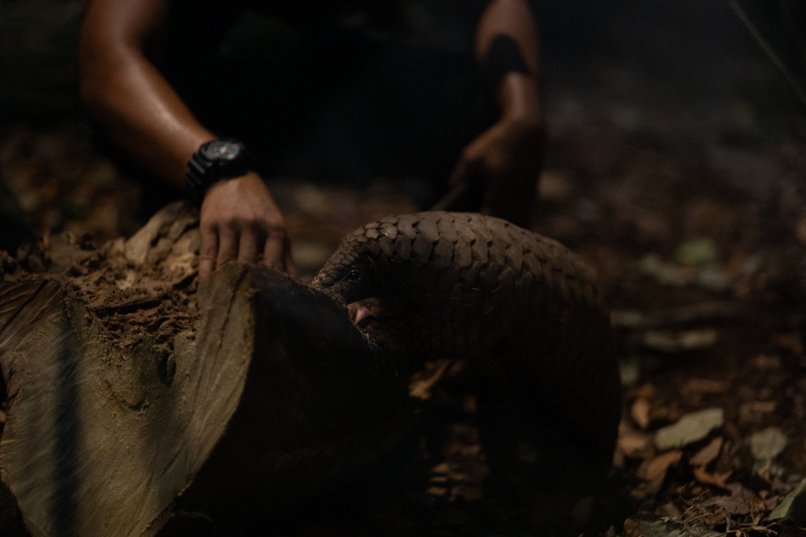 Sunda Pangolin (Manis javanica)