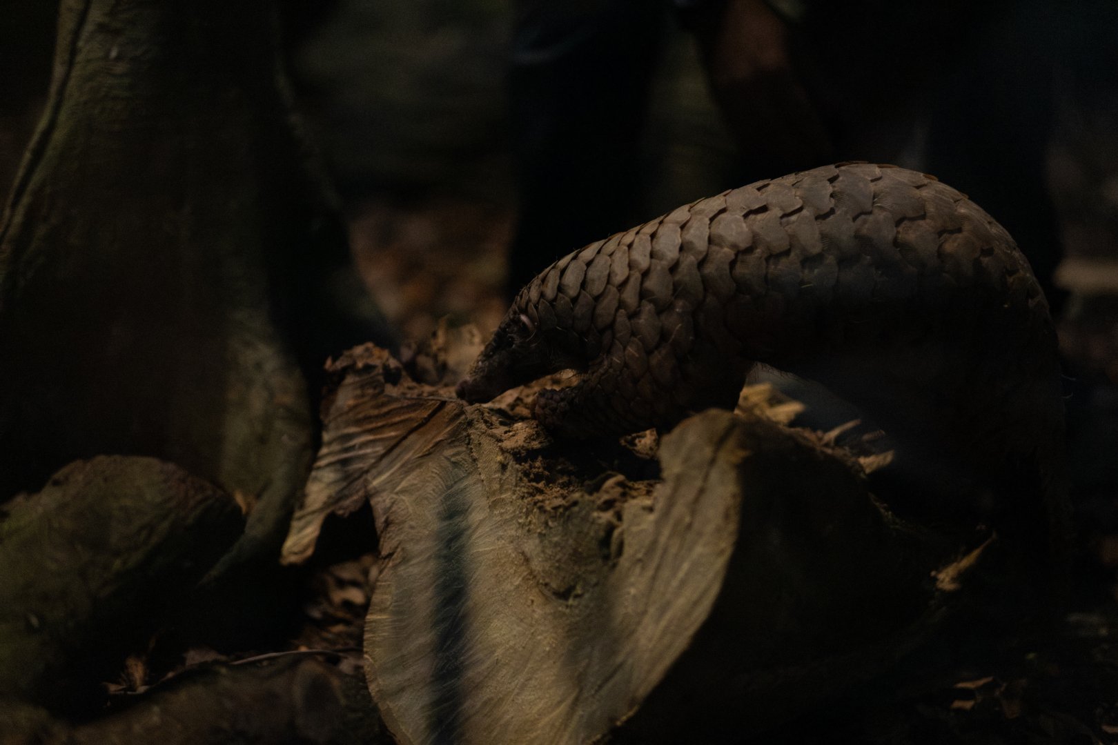 Sunda Pangolin (Manis javanica)