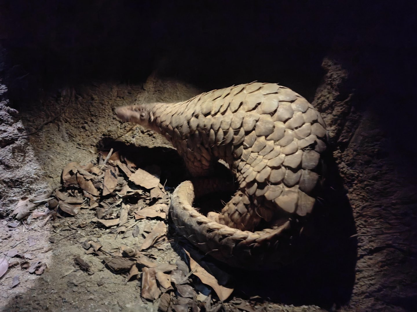 Sunda Pangolin (Manis Javanica)