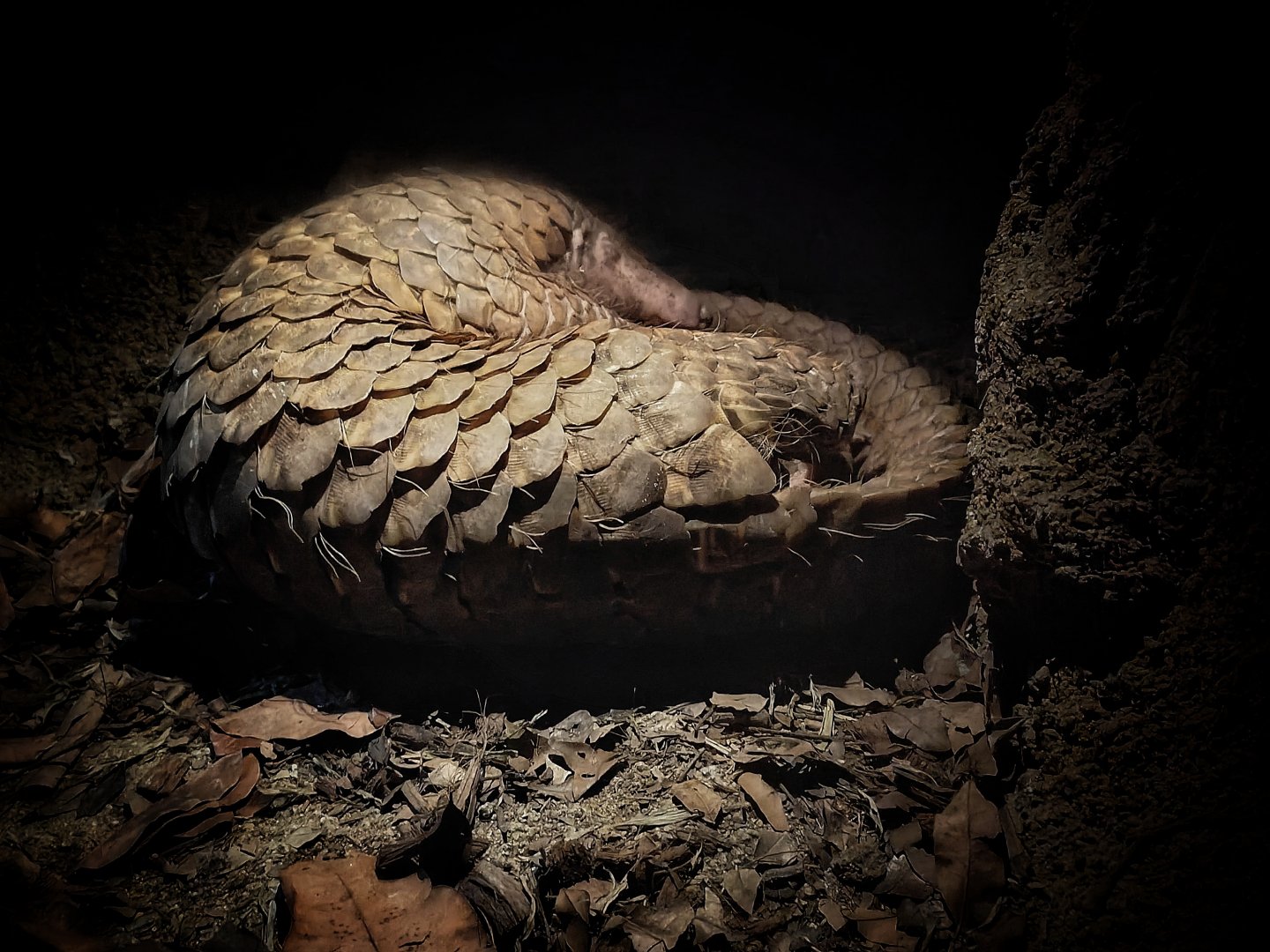 Sunda Pangolin (Manis Javanica)
